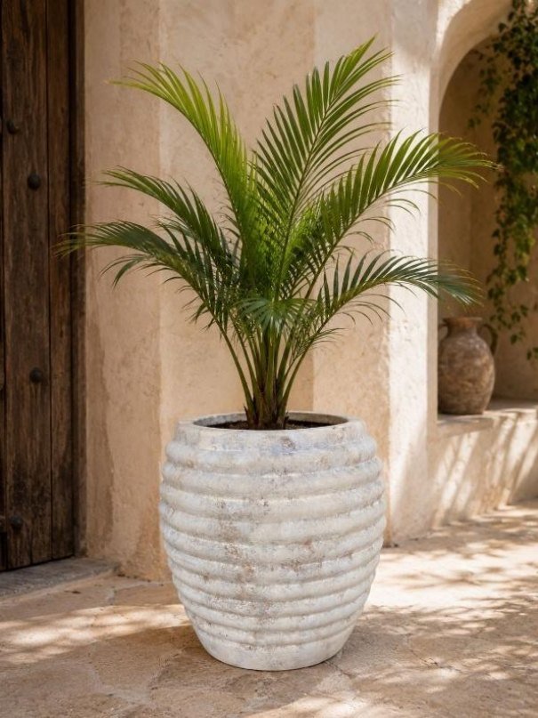Maceta Naxos